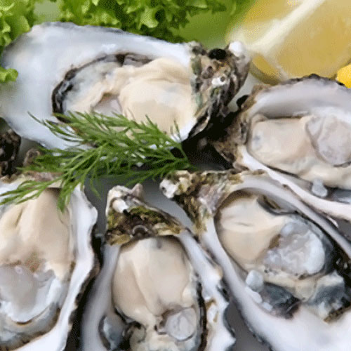 elkhorn-inlet-oysters2