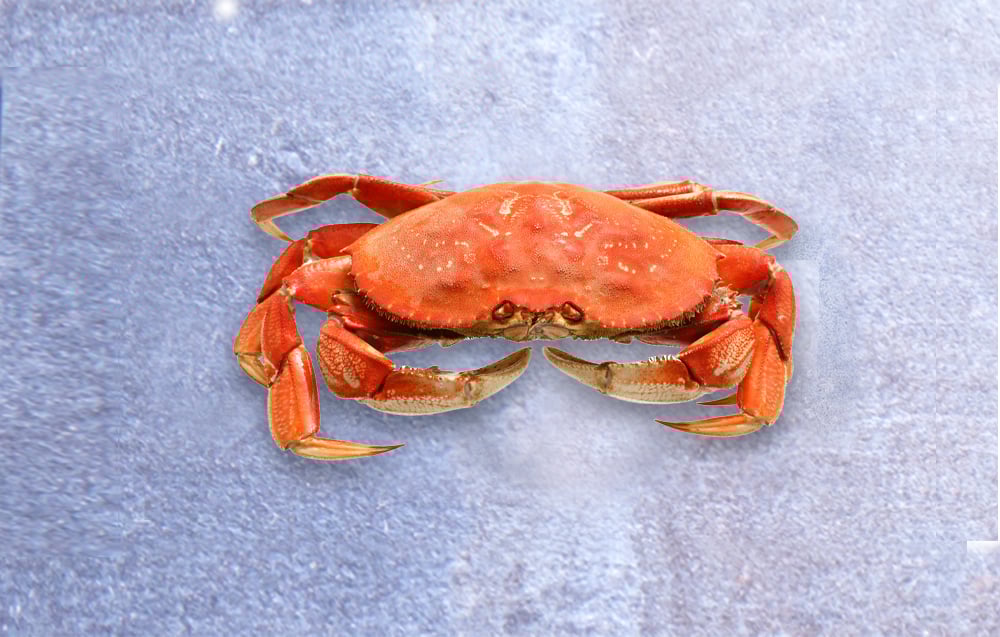 ProductShotCrab