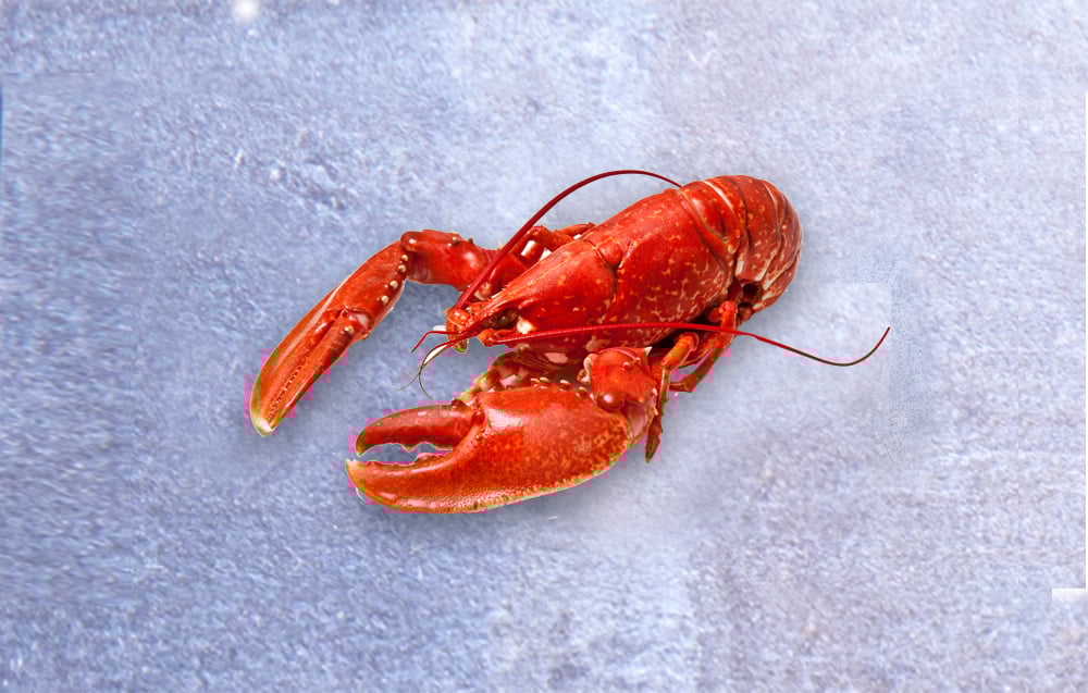 ProductShotLobster