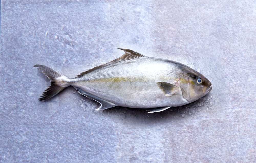 WholeFish